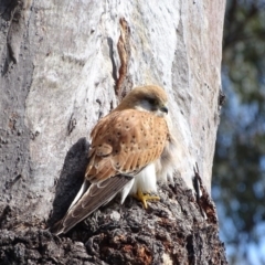 Falco cenchroides at O'Malley, ACT - 26 Sep 2020