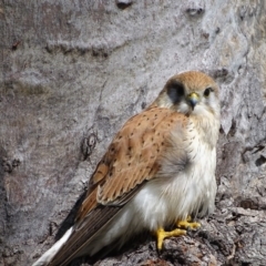 Falco cenchroides at O'Malley, ACT - 26 Sep 2020