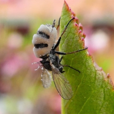 Entomophthora sp. (genus) (Puppeteer Fungus) at Kambah, ACT - 15 Sep 2020 by HarveyPerkins