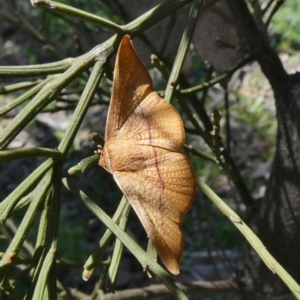 Aglaopus pyrrhata at Theodore, ACT - 26 Sep 2020