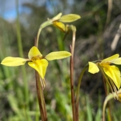 Diuris chryseopsis (Golden Moth) at Kambah, ACT - 25 Sep 2020 by Shazw