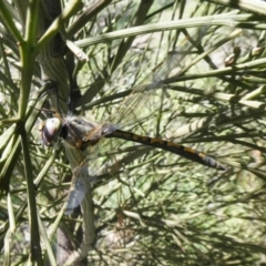 Hemicordulia tau (Tau Emerald) at Theodore, ACT - 26 Sep 2020 by Owen