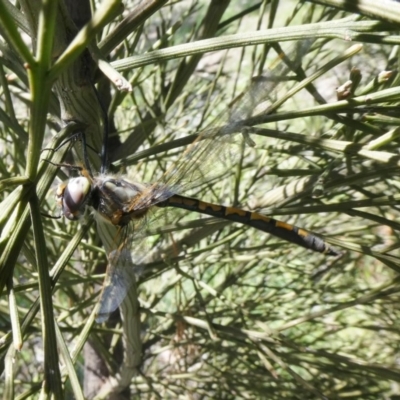 Hemicordulia tau (Tau Emerald) at Theodore, ACT - 26 Sep 2020 by Owen