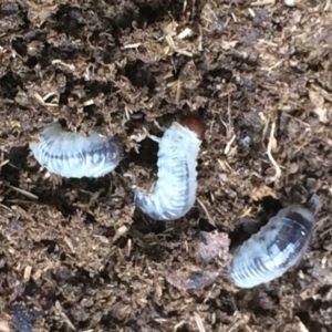 Scarabaeidae (family) at Kameruka, NSW - 26 Sep 2020 12:27 PM