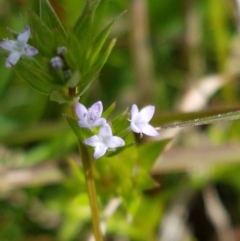 Sherardia arvensis (Field Madder) at Holt, ACT - 26 Sep 2020 by trevorpreston