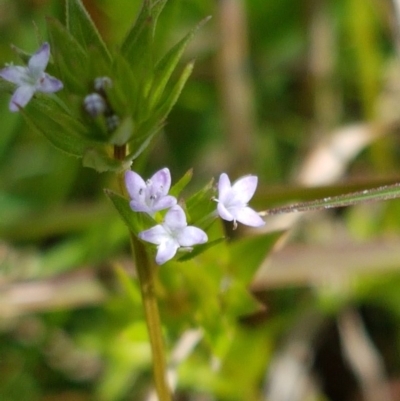 Sherardia arvensis (Field Madder) at Holt, ACT - 26 Sep 2020 by tpreston