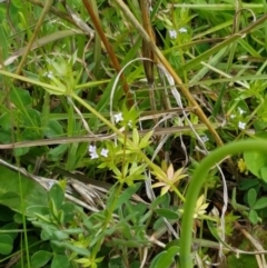 Sherardia arvensis at Holt, ACT - 26 Sep 2020