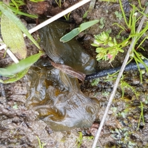 Nostoc sp. (genus) at Holt, ACT - 26 Sep 2020 12:28 PM