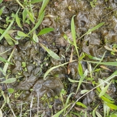 Nostoc sp. (genus) at Holt, ACT - 26 Sep 2020 12:28 PM