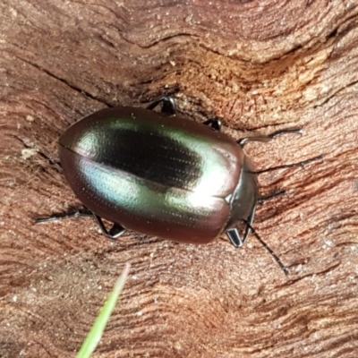 Chalcopteroides spectabilis (Rainbow darkling beetle) at Holt, ACT - 26 Sep 2020 by tpreston