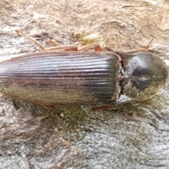 Monocrepidus sp. (genus) (Click beetle) at Holt, ACT - 26 Sep 2020 by tpreston