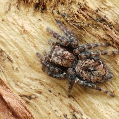 Servaea sp. (genus) (Unidentified Servaea jumping spider) at Holt, ACT - 26 Sep 2020 by tpreston