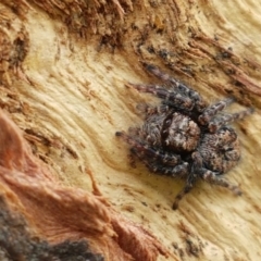 Servaea sp. (genus) at Holt, ACT - 26 Sep 2020 12:31 PM