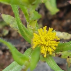 Triptilodiscus pygmaeus (Annual Daisy) at Ginninderry Conservation Corridor - 26 Sep 2020 by trevorpreston