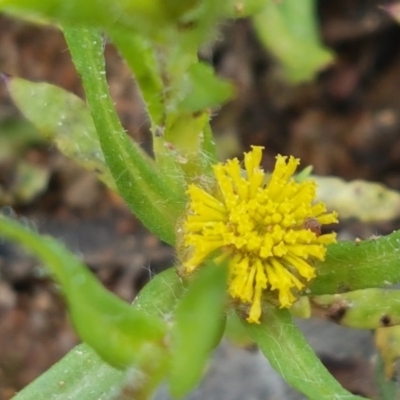 Triptilodiscus pygmaeus (Annual Daisy) at Holt, ACT - 26 Sep 2020 by tpreston