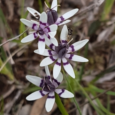 Wurmbea dioica subsp. dioica (Early Nancy) at Holt, ACT - 26 Sep 2020 by tpreston