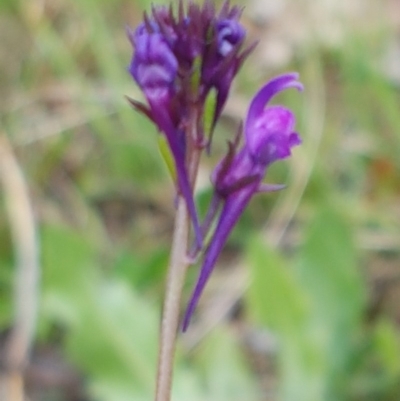 Linaria pelisseriana (Pelisser's Toadflax) at Holt, ACT - 26 Sep 2020 by tpreston