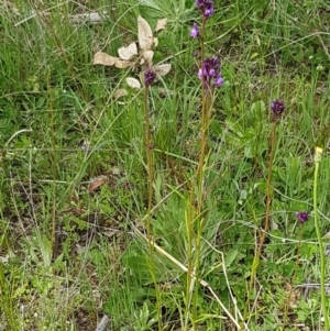 Linaria pelisseriana at Holt, ACT - 26 Sep 2020