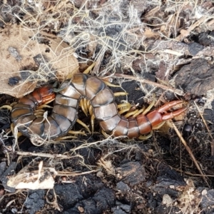 Cormocephalus aurantiipes at Holt, ACT - 26 Sep 2020 12:59 PM