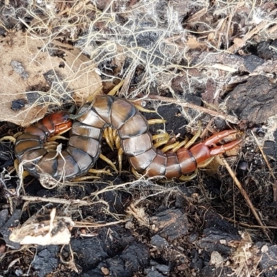 Cormocephalus aurantiipes (Orange-legged Centipede) at Holt, ACT - 26 Sep 2020 by tpreston