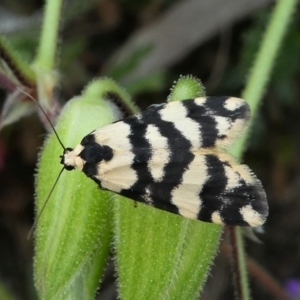 Thallarcha trissomochla at Tuggeranong DC, ACT - 19 Sep 2020