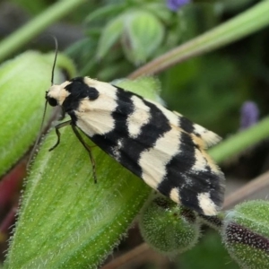 Thallarcha trissomochla at Tuggeranong DC, ACT - 19 Sep 2020