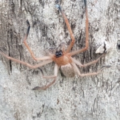 Delena cancerides (Social huntsman spider) at Holt, ACT - 26 Sep 2020 by trevorpreston