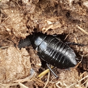 Platyzosteria similis at Holt, ACT - 26 Sep 2020