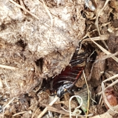 Platyzosteria similis at Holt, ACT - 26 Sep 2020