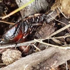 Platyzosteria similis at Holt, ACT - 26 Sep 2020