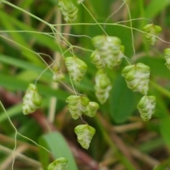 Briza minor (Shivery Grass) at Ginninderry Conservation Corridor - 26 Sep 2020 by trevorpreston