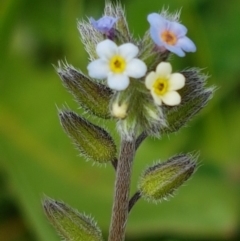 Myosotis discolor (Forget-me-not) at Holt, ACT - 26 Sep 2020 by tpreston