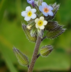 Myosotis discolor at Holt, ACT - 26 Sep 2020