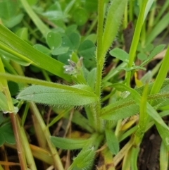 Myosotis discolor at Holt, ACT - 26 Sep 2020