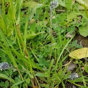 Myosotis discolor at Holt, ACT - 26 Sep 2020