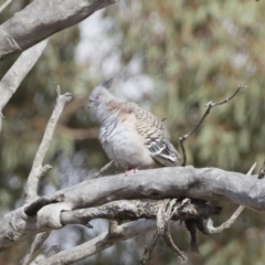 Ocyphaps lophotes (Crested Pigeon) at Michelago, NSW - 17 Nov 2019 by Illilanga