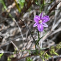 Thysanotus patersonii (Twining Fringe Lily) at Farrer Ridge - 23 Sep 2020 by Shazw