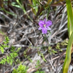 Thysanotus patersonii at Farrer, ACT - 23 Sep 2020