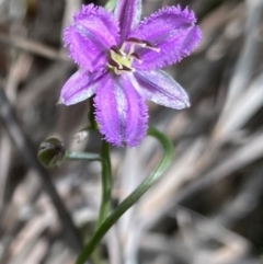 Thysanotus patersonii at Farrer, ACT - 23 Sep 2020