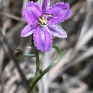 Thysanotus patersonii at Farrer, ACT - 23 Sep 2020