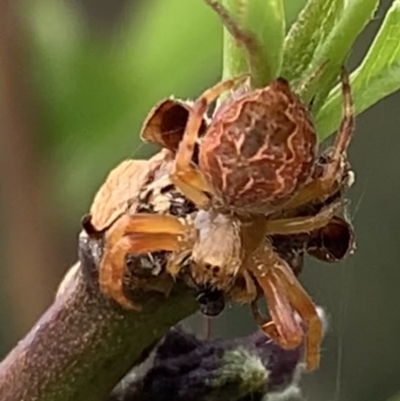 Hortophora sp. (genus) - 1 Jan 1900 by StephH
