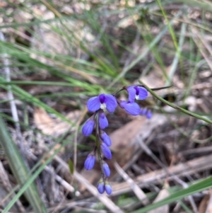 Comesperma volubile at Tuggeranong DC, ACT - 22 Sep 2020