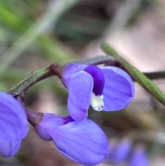 Comesperma volubile at Tuggeranong DC, ACT - 22 Sep 2020