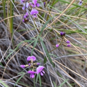 Glycine clandestina at Kambah, ACT - 25 Sep 2020