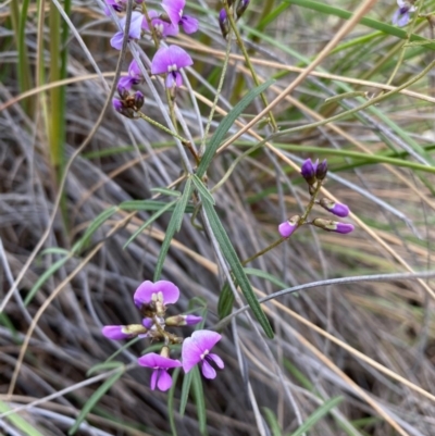 Glycine clandestina (Twining Glycine) at Kambah, ACT - 25 Sep 2020 by Shazw