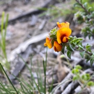 Pultenaea procumbens at Kambah, ACT - 25 Sep 2020