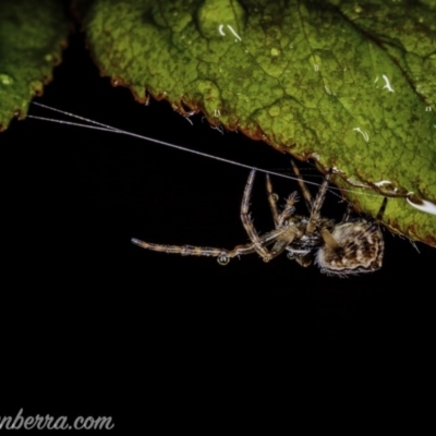 Araneidae (family) (Orb weaver) at Hughes, ACT - 20 Sep 2020 by BIrdsinCanberra