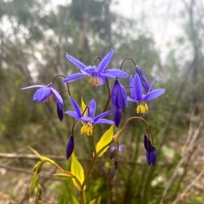 Stypandra glauca (Nodding Blue Lily) at Farrer Ridge - 12 Sep 2020 by Shazw