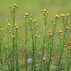 Xerochrysum viscosum (Sticky Everlasting) at Wodonga, VIC - 25 Sep 2020 by Kyliegw