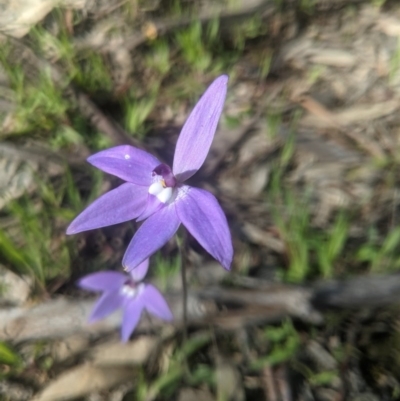 Glossodia major (Wax Lip Orchid) - 1 Jan 1900 by MPennay
